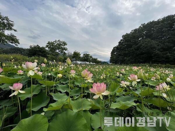 메인사진